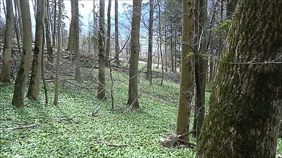 cum swallow jungleman tags brunette sex oralsex blowjob cumshot outdoors